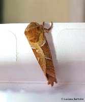Triodia sylvina