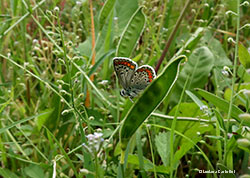 Licenide Aricia agestis