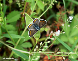 Licenide Aricia agestis femmina