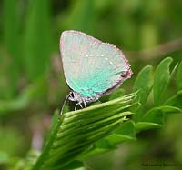 Callophrys rubi