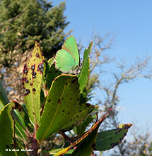 Callophrys rubi