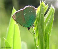 Callophrys rubi