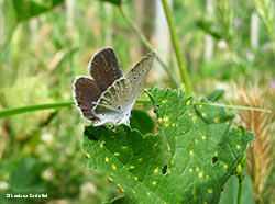 Everes alcetas licenide femmina