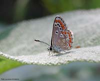 Licenide Aricia agestis sulla salvia