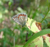 Licenide Aricia agestis