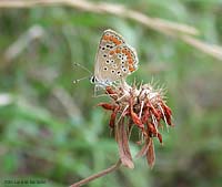 Aricia agestis