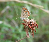 Aricia agestis