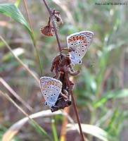 Due Lycaenidae Polyommatus icarus
