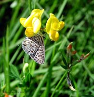 Leptotes pirithous, una farfallina brizzolata