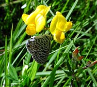 Leptotes pirithous un licenide brizzolato