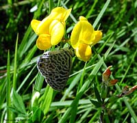 Leptotes pirithous un licenide brizzolato