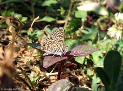 Leptotes pirithous