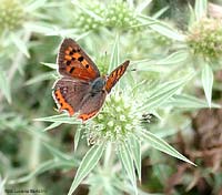 Lycaena phlaeas