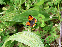 Licaenide: Lycaena phlaeas