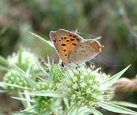 Lycaena phlaeas