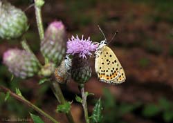 Lycaena tityrus