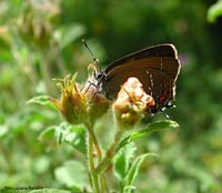 Satyrium