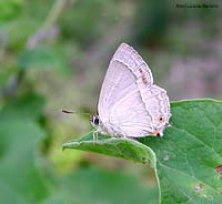 Neozephirus quercus