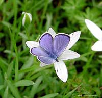 maschio di Plebejus argus
