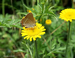 Satyrium ilicius