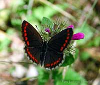 Licaenide:Aricia agestis