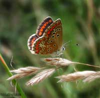 Licaenide: Aricia agestis