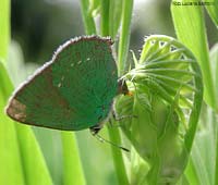 Callophrys rubi