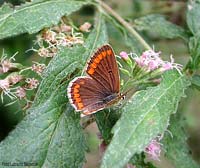 Licenide Aricia agestis color rosso mattone