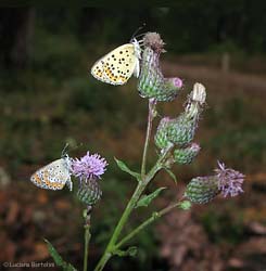 licenidi: Polyommatus icarus e Lycaena tityrus