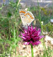 Licenide Aricia agestis