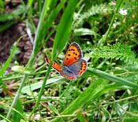 Lycaena Phlaeas