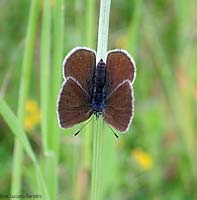 Glaucopsyche (Glaucopsyche) alexis femmina