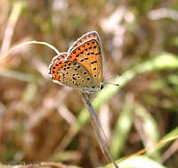 Lycaena tityrus