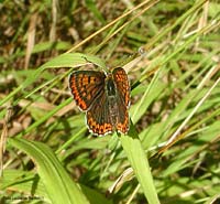 Lycaena tityrus