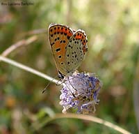 Lycaena tityrus