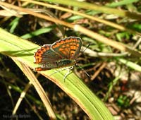 Licenide Lycaena tityrus