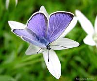 licenide Plebejus argus (maschio)