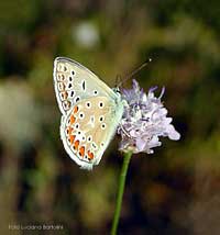 Polyommatus icarus