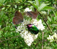 Satyrium ilicius