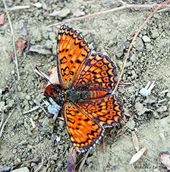 Melitaea sp. 