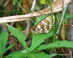 Farfalla Nymphalidae