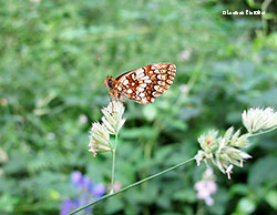 Nymphalidae