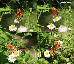 Farfalla Nymphalidae Melitaea didyma