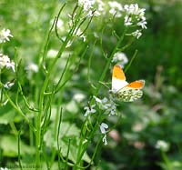 Anthocharis cardamines maschio