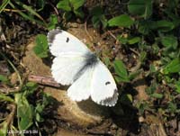 Farfalla Anthocharis cardamines femmina