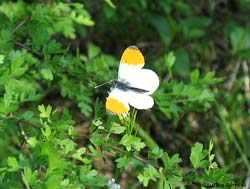 Anthocharis cardamines - maschio