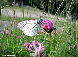 Aporia crataegi, Pieride del biancospino