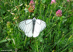 Aporia crataegi