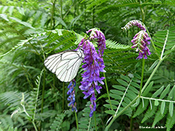 Aporia crataegi, Pieride del biancospino