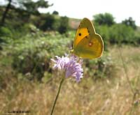 Colias croceus